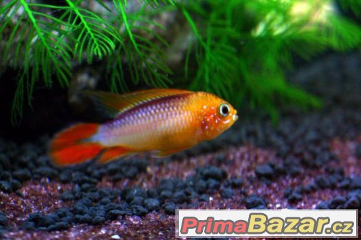 Apistogramma agassizii fire red