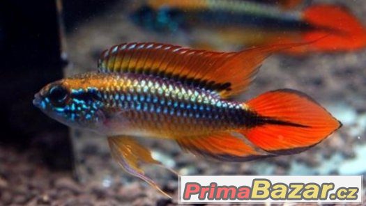 Apistogramma agassizii double red