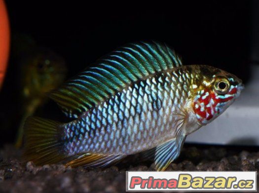 apistogramma-sp-opal