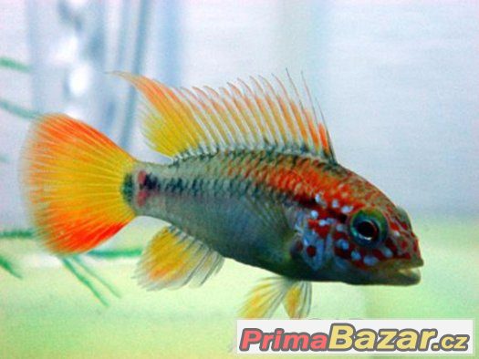 apistogramma-viejita