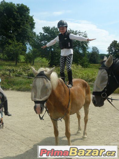 Starší klisna haflinga - charakter k dětem