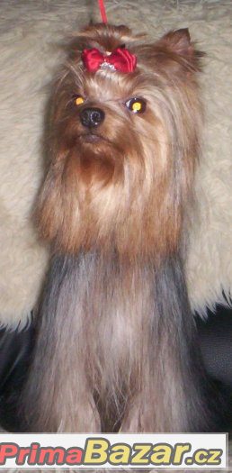 PRODEJ - Jorkšírský terrier s PP - uchovněný pejsek
