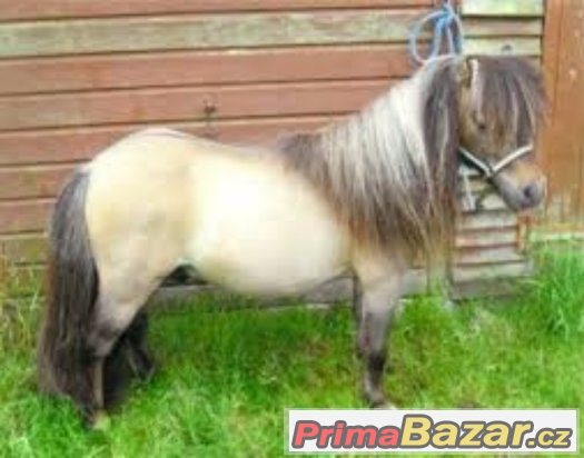 Koupím shetland pony