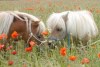 Koupím shetland pony