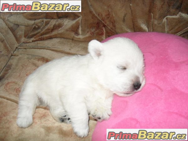 west highland white terrier