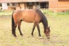 pony na prodej