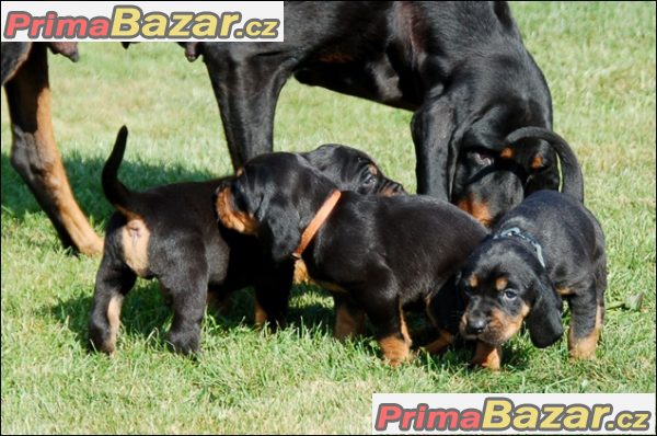 Black and Tan Coonhound štěňátka