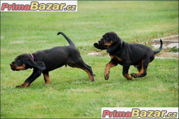 Black and Tan Coonhound štěňátka