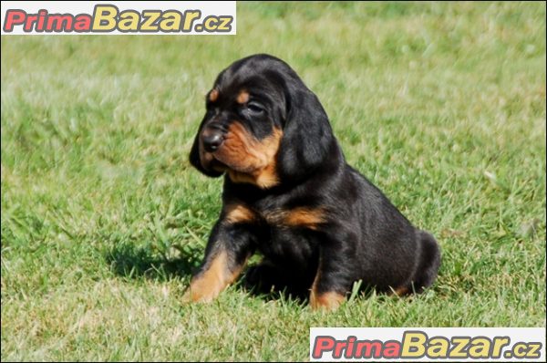 Black and Tan Coonhound štěňátka