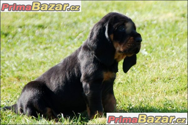 Black and Tan Coonhound štěňátka