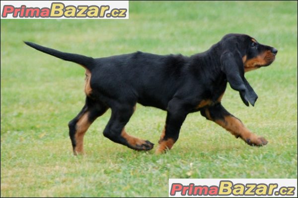 Black and Tan Coonhound štěňátka