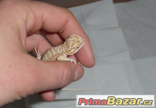 Agama vousatá Agama vousatá