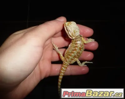 Agama vousatá