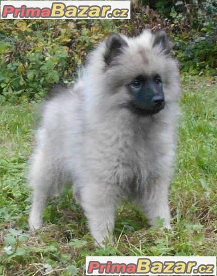 keeshond-vlci-spic-prodam-stenata-s-pp-po-kvalitnich-rodicich