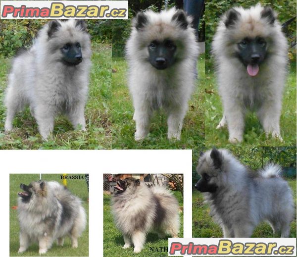 Keeshond / vlčí špic prodám štěňata s PP po kvalitních rodičích Keeshond / vlčí špic prodám štěňata s PP po kvalitních rodičích