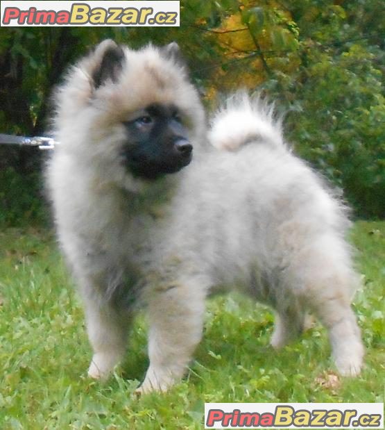 Keeshond / vlčí špic prodám štěňata s PP po kvalitních rodičích Keeshond / vlčí špic prodám štěňata s PP po kvalitních rodičích