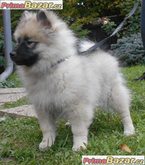 Keeshond / vlčí špic prodám štěňata s PP po kvalitních rodičích Keeshond / vlčí špic prodám štěňata s PP po kvalitních rodičích