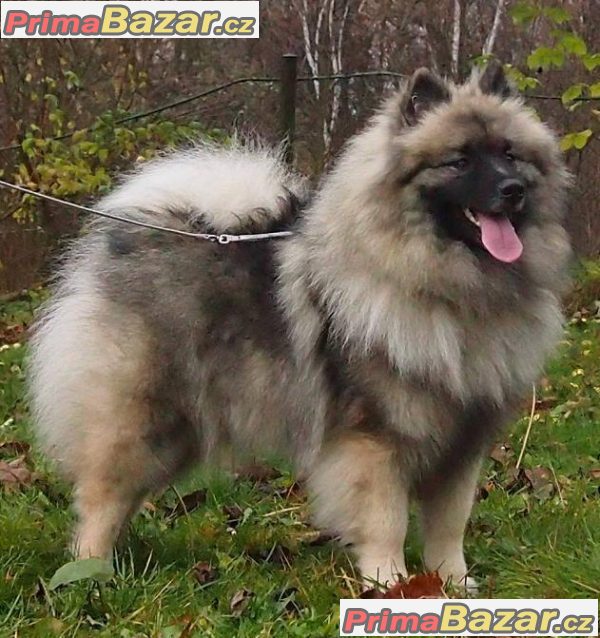 Keeshond / vlčí špic prodám štěňata s PP po kvalitních rodičích Keeshond / vlčí špic prodám štěňata s PP po kvalitních rodičích