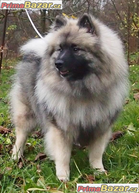 Keeshond / vlčí špic prodám štěňata s PP po kvalitních rodičích Keeshond / vlčí špic prodám štěňata s PP po kvalitních rodičích