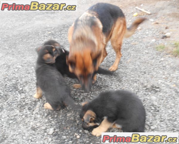 stenatka-no-bez-pp