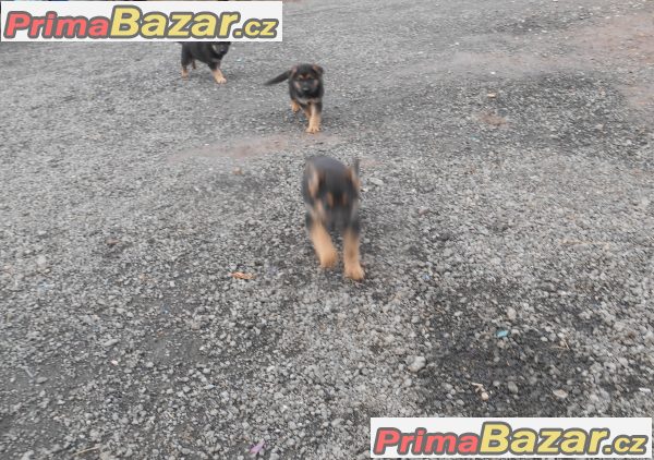 Štěnátka NO bez PP Štěnátka NO bez PP