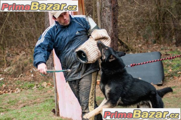 Štěnátka NO bez PP Štěnátka NO bez PP