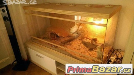 Agamy Vousaté + Terárium Agamy Vousaté + Terárium