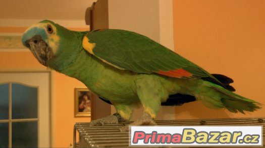 Prodám Papouška Amazoňana modročelýho (xantopterix)