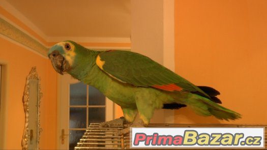 Prodám Papouška Amazoňana modročelýho (xantopterix)