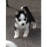 Sibiřský husky