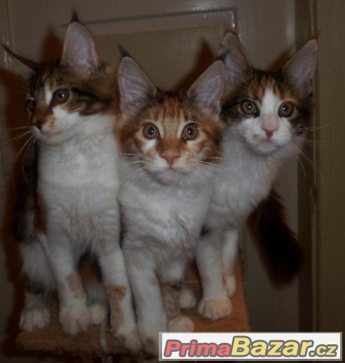Mainská mývalí koťátka s PP-tři sestřičky
