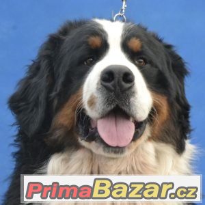 Bernský salašnický pes krásná štěňátka s PP