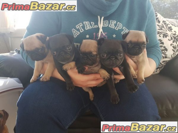 mops