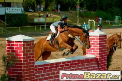 Valach do sportu