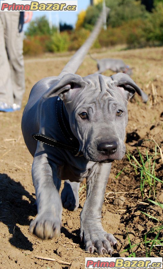 Thajský ridgeback modrý