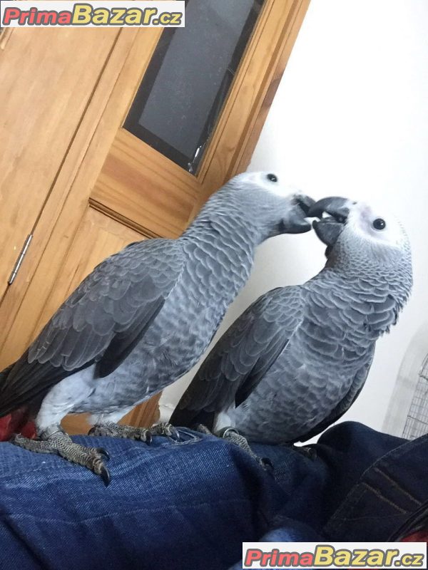Africký papoušek šedý
