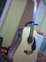 12 Strunná kytara Seagull Walnut  Prodám