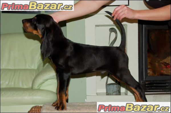 Black and Tan Coonhound štěňátka