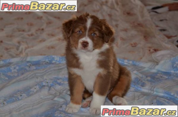 australsky-ovcak-stenata-s-pp