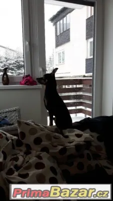 Nabízím krytí papírovým, chovným Pražským krysaříkem