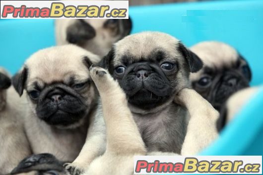 zadam-kvalitni-mops-stenatka-s-pp-bezova