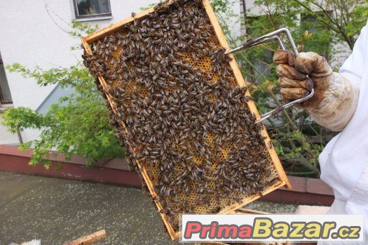 Prodáme domácí med od našich včel - Hradec Králové