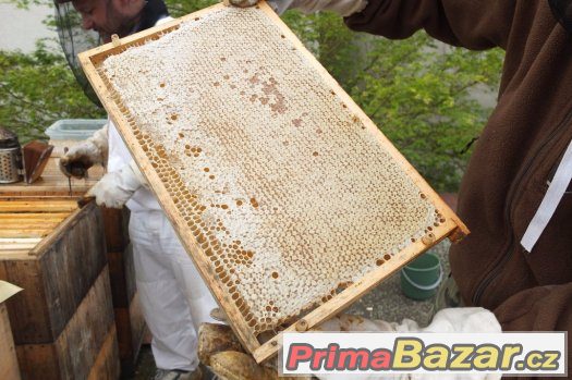 Prodáme domácí med od našich včel - Hradec Králové