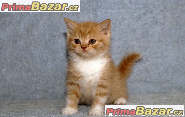 Britská koťátka s PP Britská koťátka s PP
