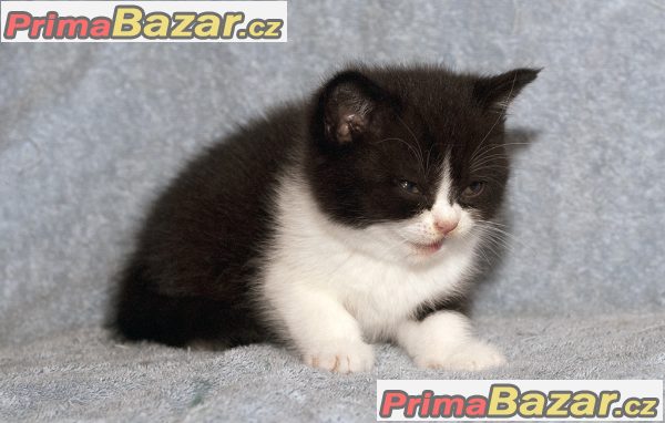 Britská koťátka s PP Britská koťátka s PP