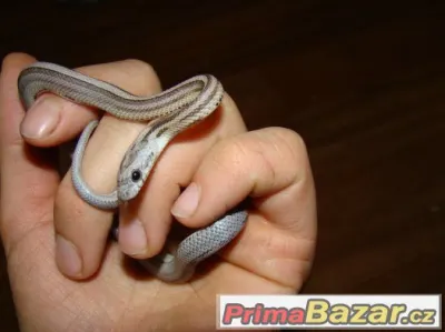 Užovka červená (Pantherophis guttatus)