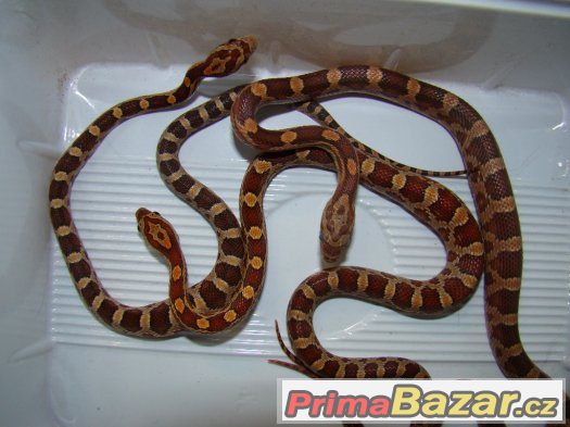 Užovka červená (Pantherophis guttatus)