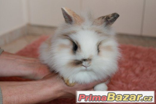 Zakrslý králík - 2x sameček
