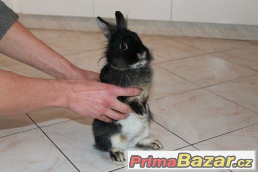 Zakrslý králík - 2x sameček