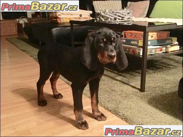 black-and-tan-coonhound-stenatka